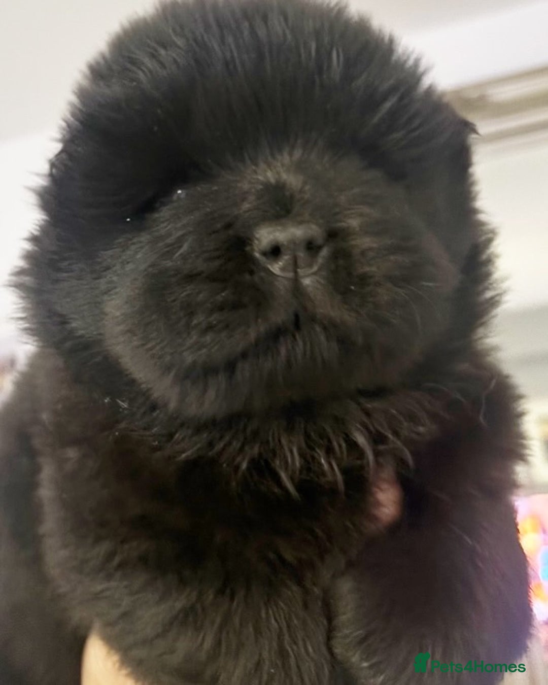 Chow Chow dogs for sale: Chow chow pups SMOOTH and FlUFFY coats  - Advert 6