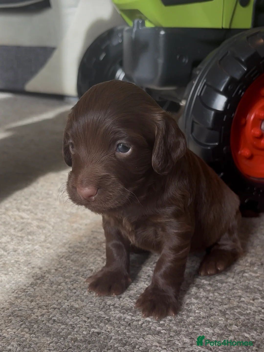 Cocker Spaniel dogs for sale: chocolate cocker spaniel girl  - Advert 2