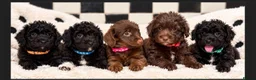 Jackapoo dogs for sale: *** Stunning Jackapoos Ready Now - Advert 28