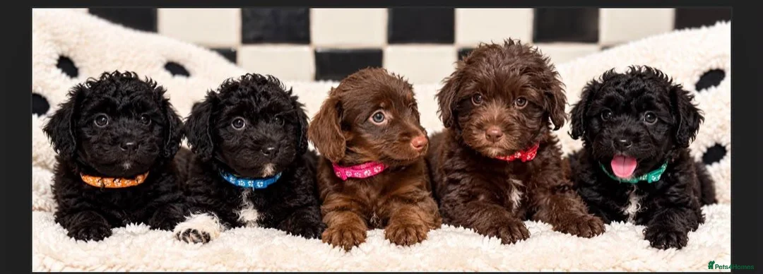 Jackapoo dogs for sale: *** Stunning Jackapoos Ready Now - Advert 28