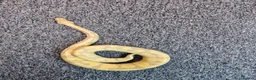 Python Snake reptiles for sale: Royal pythons - Advert 6