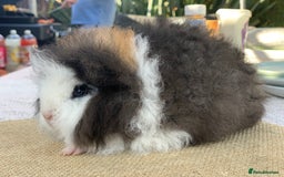 Guinea Pig rodents for sale: Swiss sows and boars  - Image 3