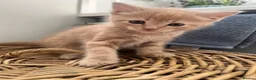 Ragdoll cats for sale: Ginger ragdoll x calm affectionate boy kitten  - Advert 7