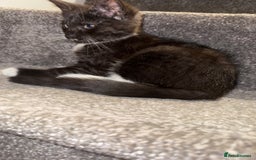 Maine Coon cats for sale: Maine coon x British shorthair kittens  - Image 4