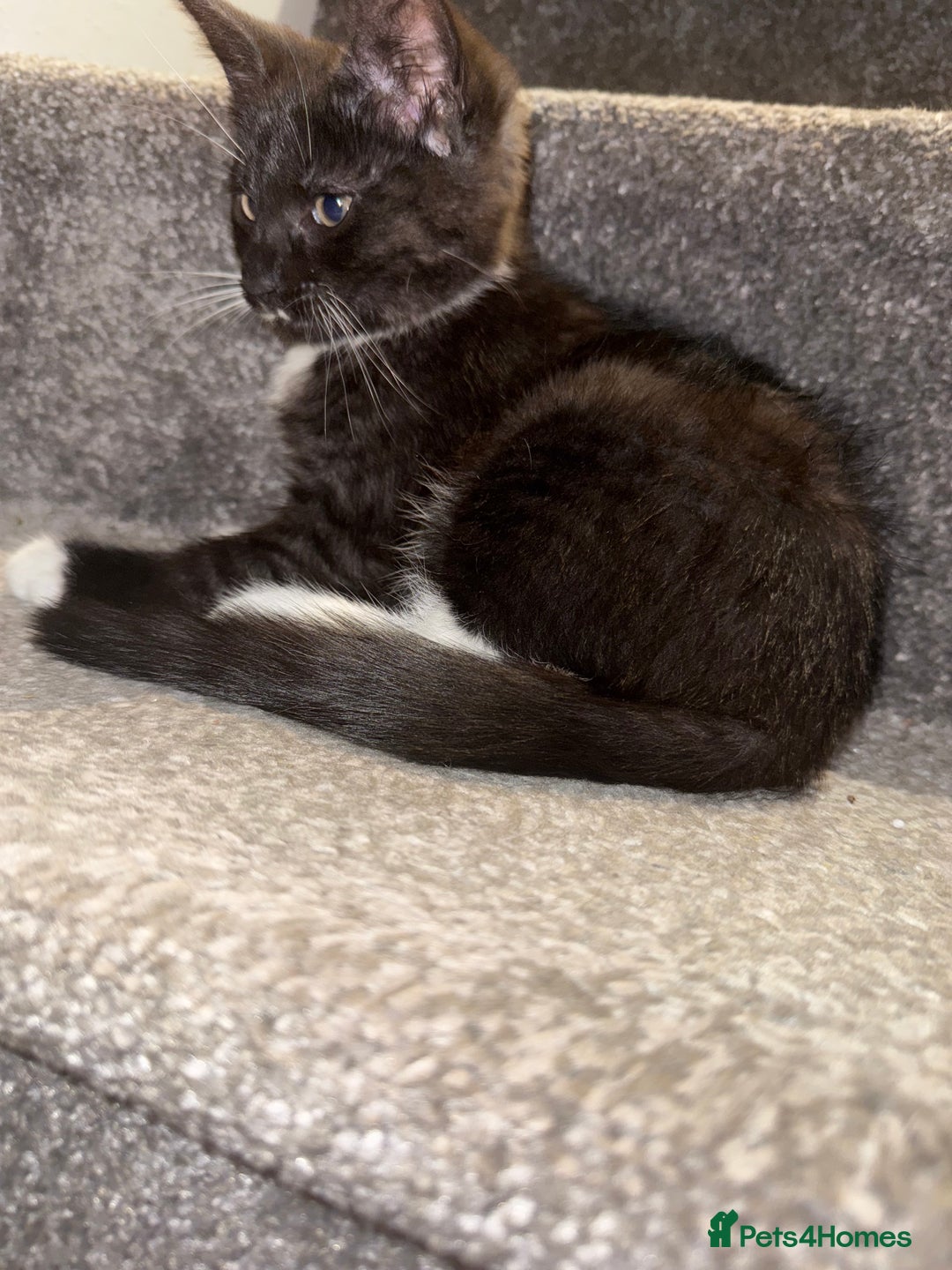 Maine Coon cats for sale: Maine coon x British shorthair kittens  - Image 4