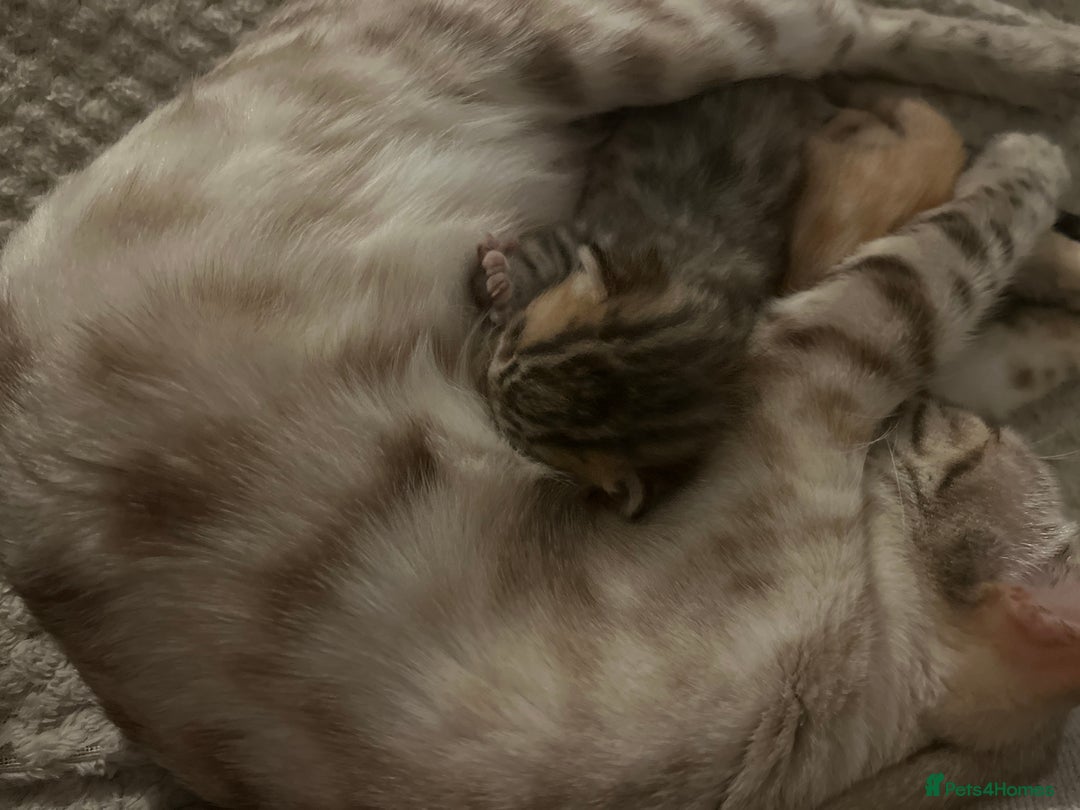 Bengal cats for sale: 2 bengal x Egyptian mau kittens  - Image 7