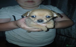 Mixed Breed dogs for sale: Jackawawas  - Image 20