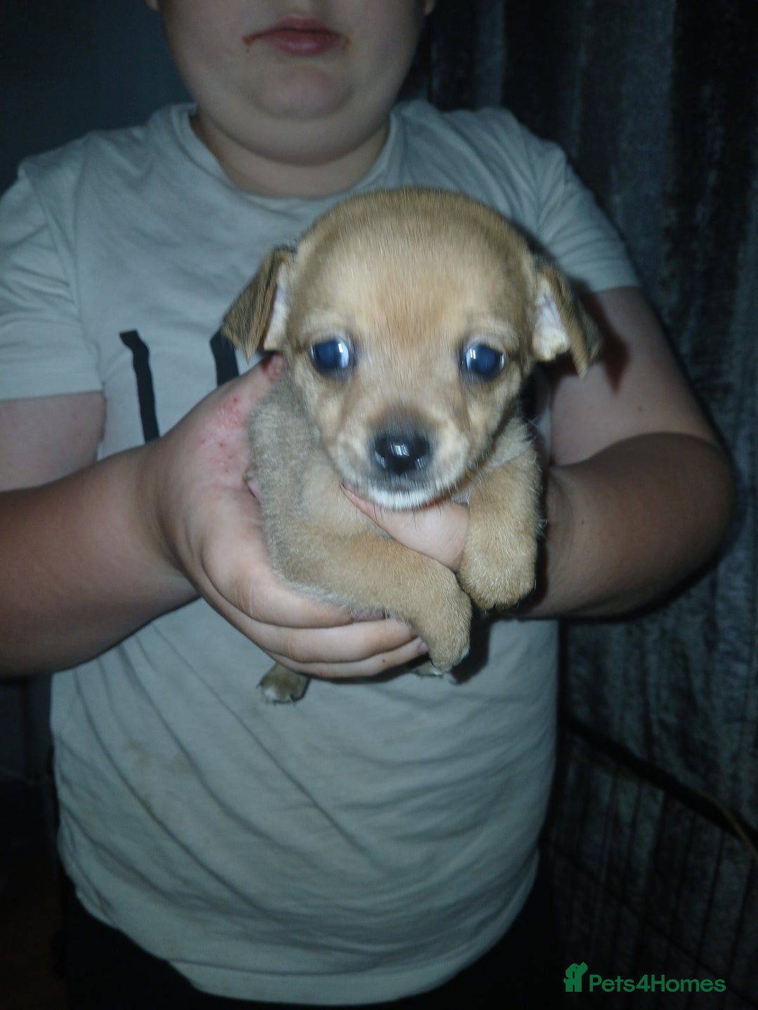 Mixed Breed dogs for sale: Jackawawas  - Image 20