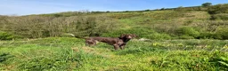 German Shorthaired Pointer dogs for sale: 4-Year-Old KC German Shorthaired Pointer - Advert 7