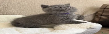 British Shorthair Kitten 4