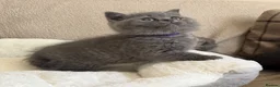 British Shorthair cats for sale: GCCF Blue BSH chunky champion lines - Advert 34