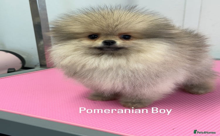 Pomeranian dogs - Advert 1