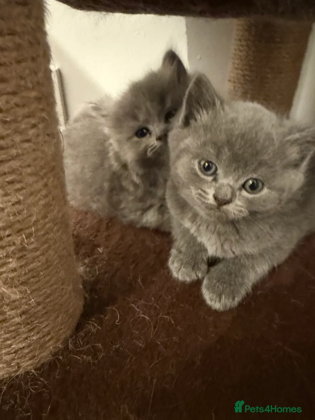 Ragdoll cats for sale: ❤️Ragdoll x British Shorthair Kittens❤️ - Advert 2