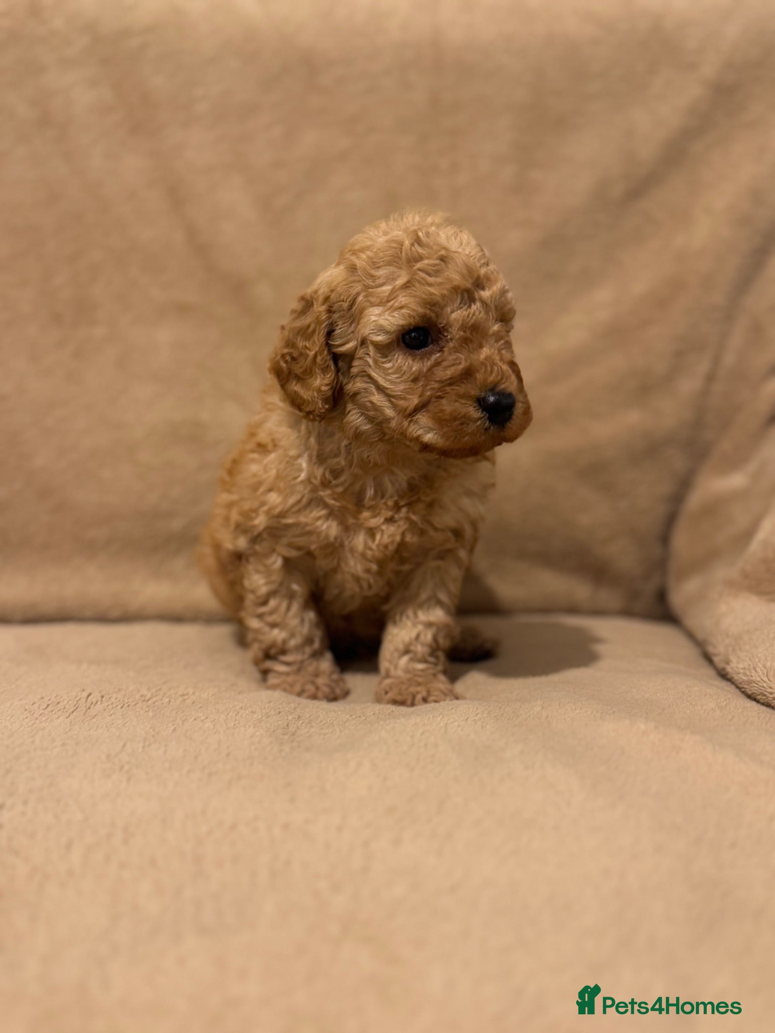 Miniature Poodle dogs READY TO LEAVE NOW Miniature Poodle Puppies Ready  - Advert 1