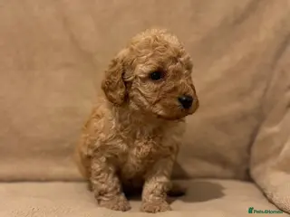 Miniature Poodle dogs READY TO LEAVE NOW! - Advert 2