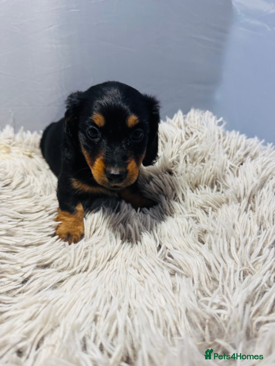 Miniature Dachshund dogs for sale: Beautiful minature dachshunds  - Advert 7