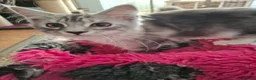 Maine Coon cats for sale: Mainecoon kittens male in Scunthorpe - Advert 3