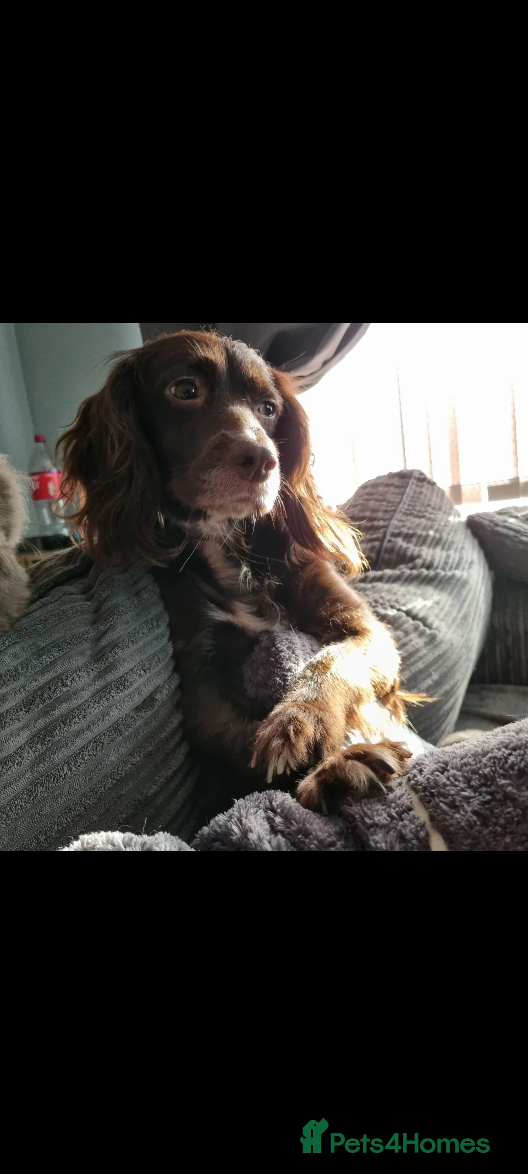 Mixed Breed dogs for sale: Docker  - Advert 5