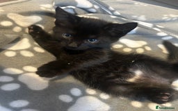American Shorthair cats for sale: American short haired cross Norwegian forest cat - Image 5