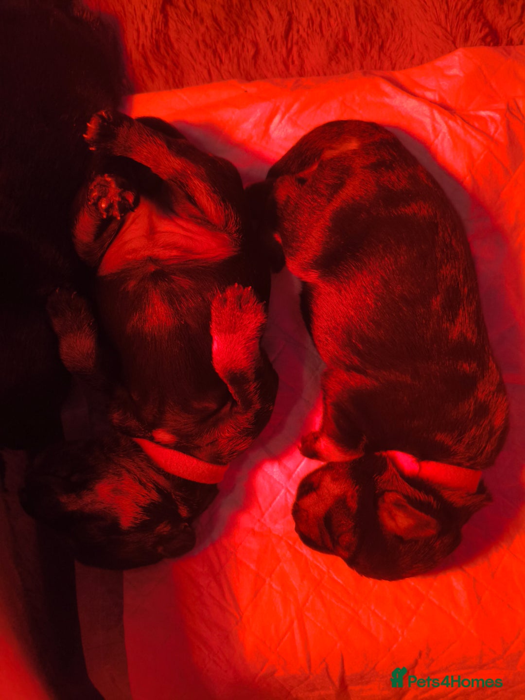 Miniature Schnauzer dogs for sale: Charming Mini Schnauzers with KC registration - Image 9