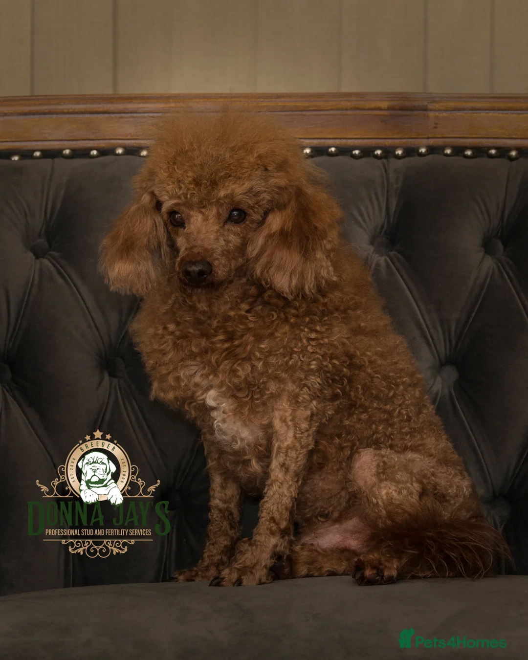 Poodle dogs for stud: Donnajays  5* PROVEN, HEALTH TESTED & PROFESSIONAL in Stafford - Advert 4