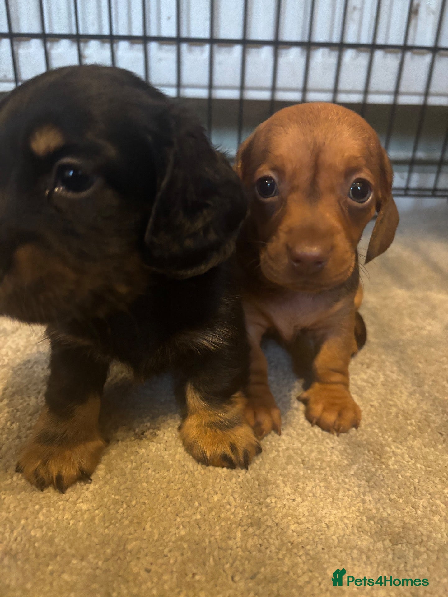 Dachshund dogs Miniature dachshund - Advert 10