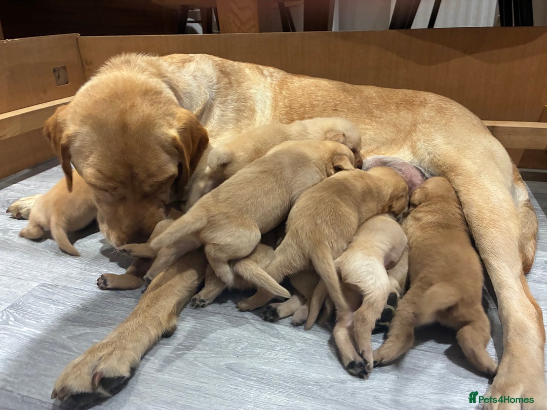 Labrador Retriever dogs for sale: Red Fox , Golden & White Labrador Pups  - Image 6
