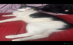 British Shorthair cats for sale: Male cat for sale  - Image 1