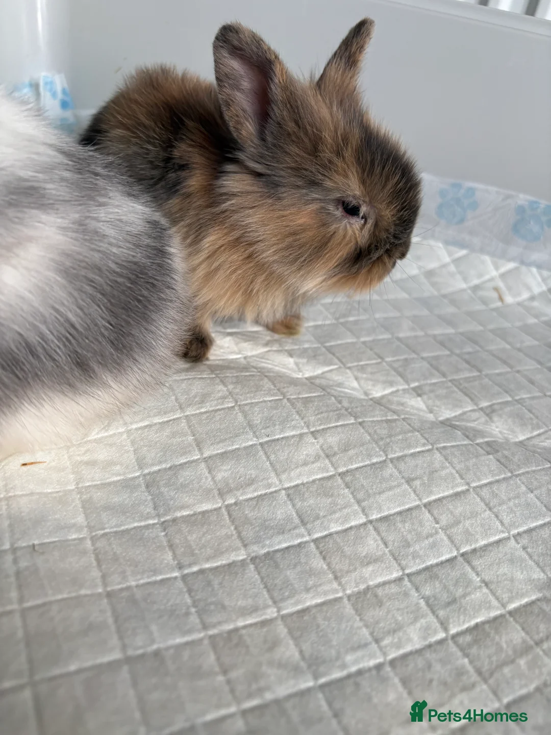 Lionhead rabbits for sale: Baby lion head rabbits  - Advert 4