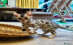 Bengal cats for sale: Female Bengal kitten available now - Image 17