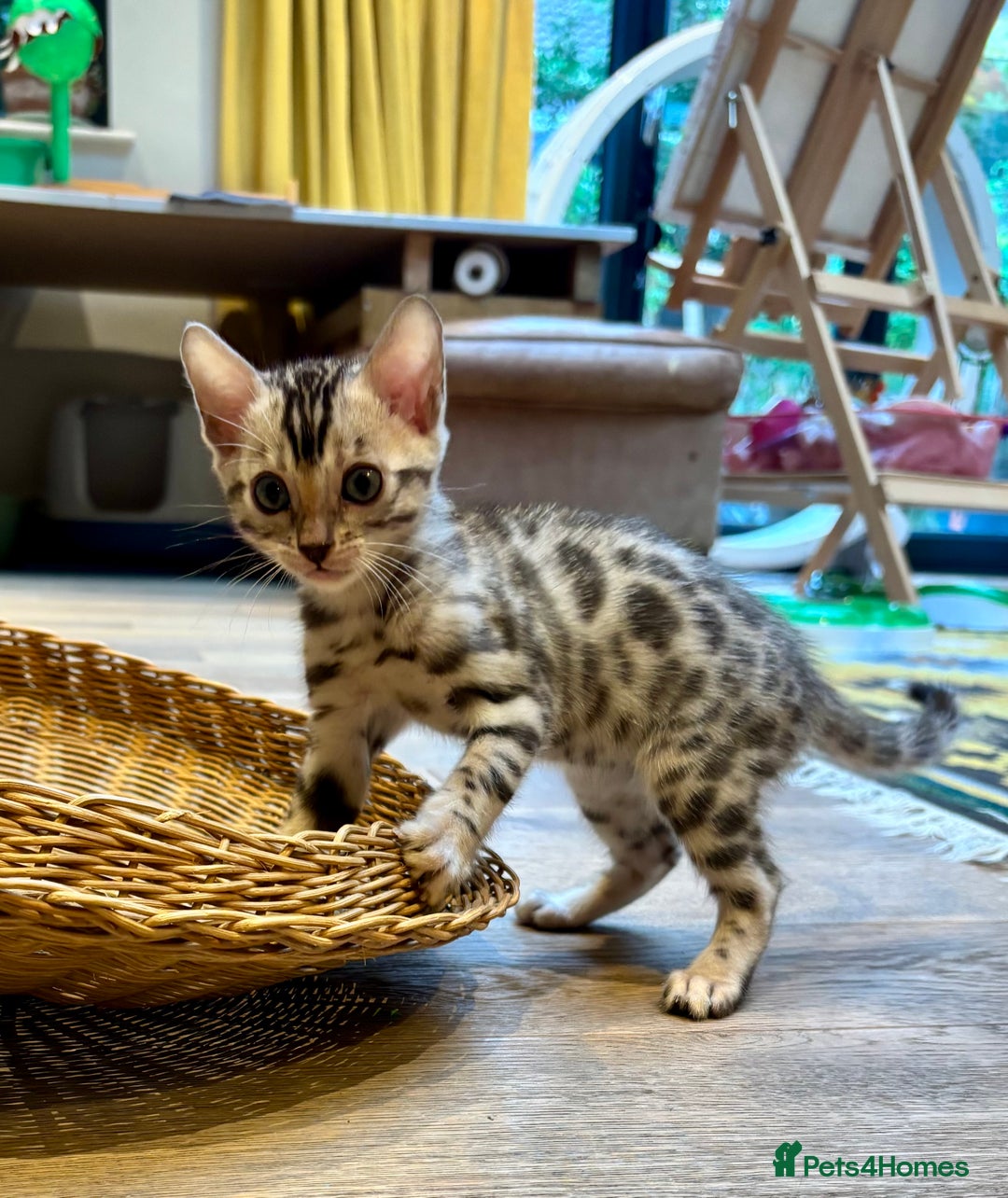 Bengal cats for sale: Female Bengal kitten available now - Image 17