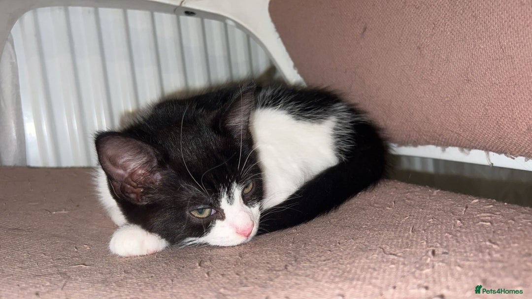 Domestic Shorthair cats for sale: Kittens for sale urgent - Advert 9