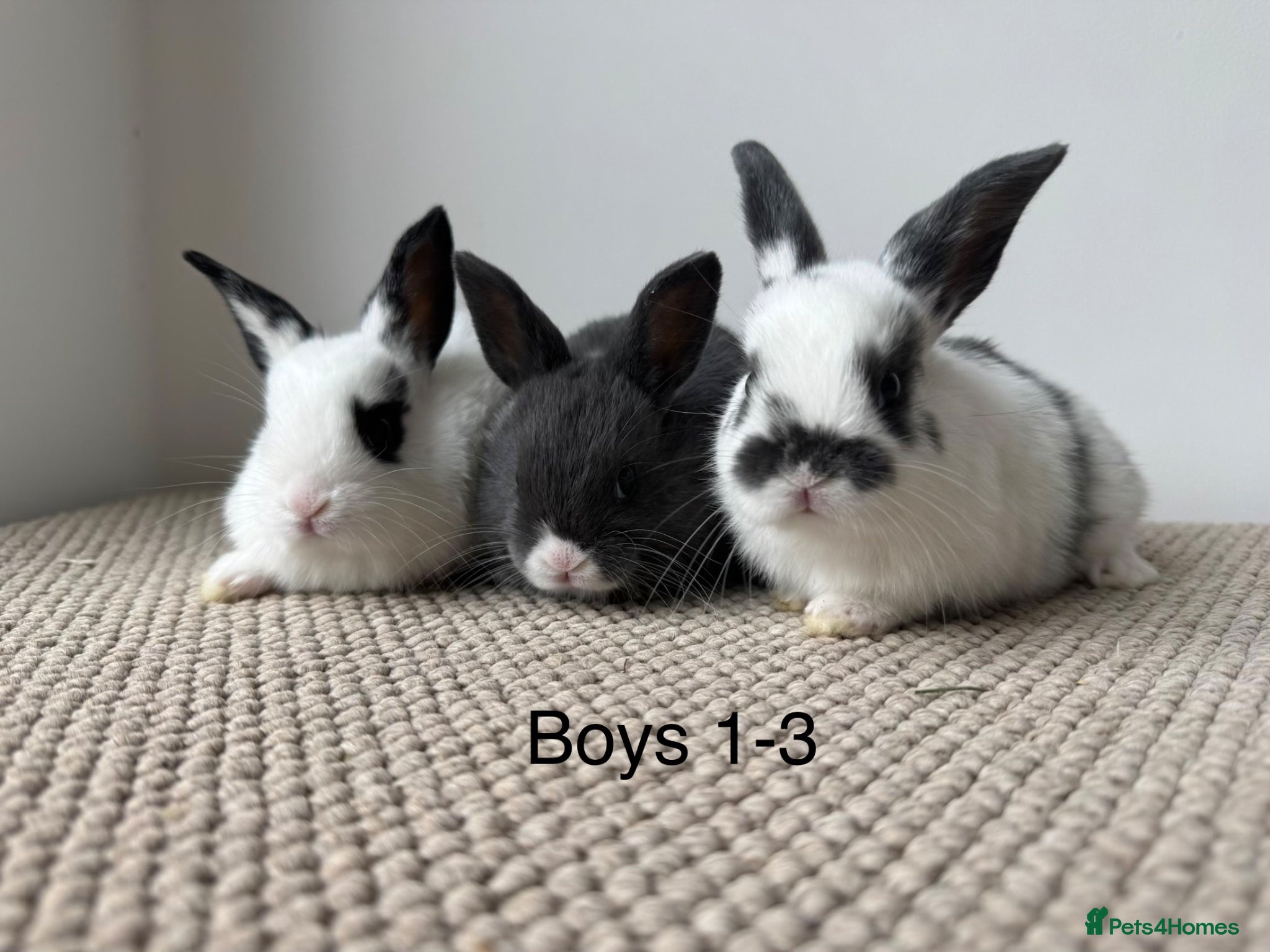 Mixed Breed rabbits Mini Dutch lops  - Advert 15