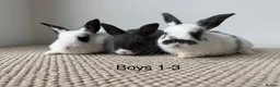 Mixed Breed rabbits for sale: Mini Dutch lops  - Advert 4