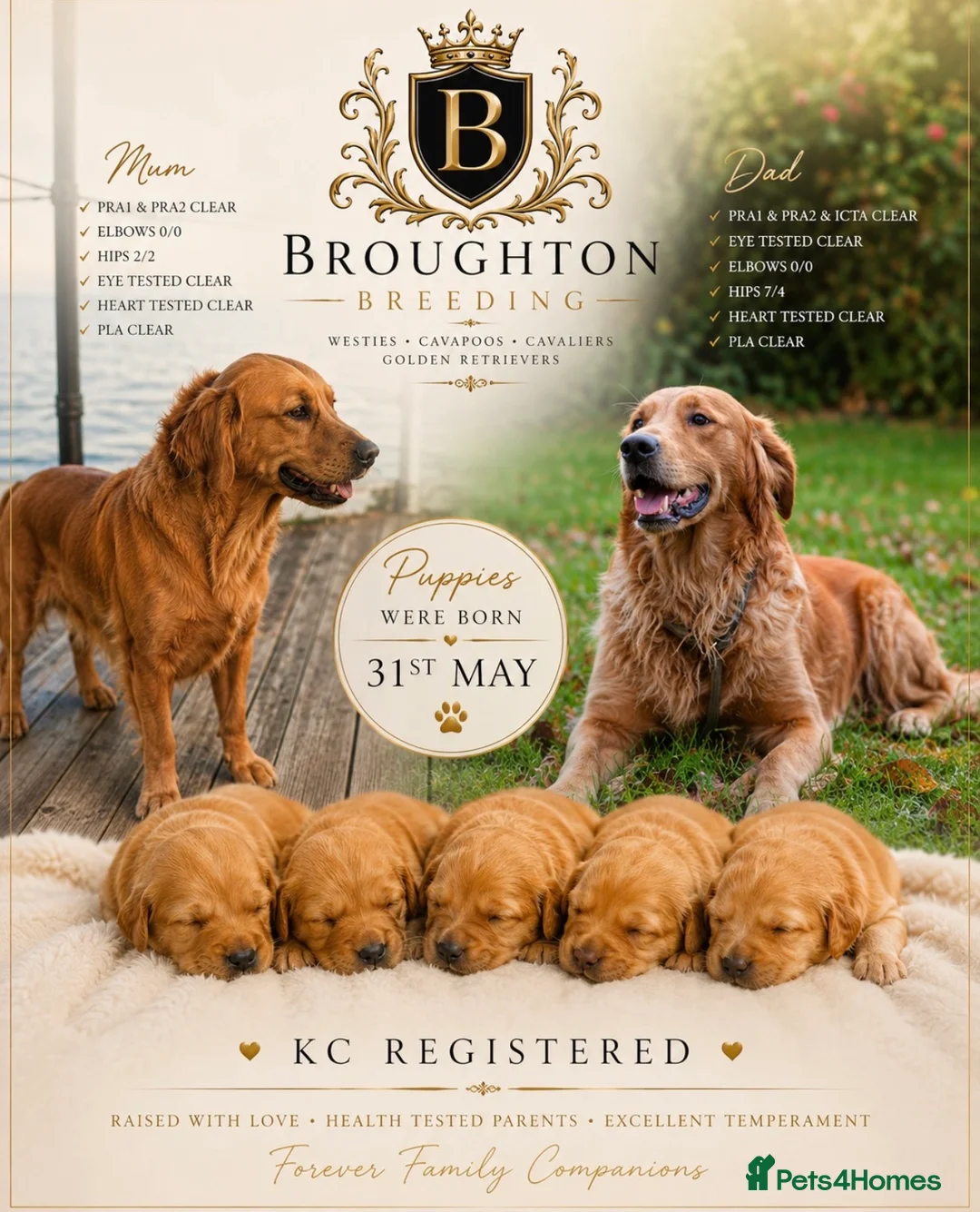 Golden Retriever dogs for sale: KC Dark Golden Retrievers 🧬 Health Tested Parents - Advert 1