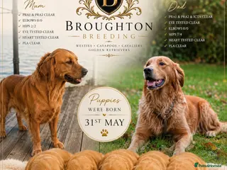Golden Retriever dogs for sale: KC Dark Golden Retrievers 🧬 Health Tested Parents - Advert 1