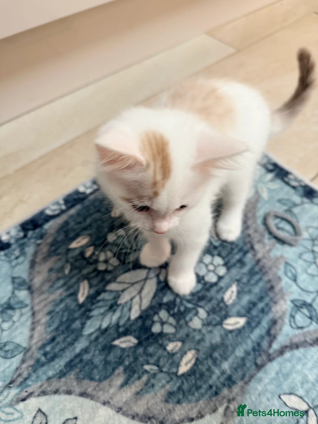 Bengal cats for sale:  Bengal x kittens  in Bristol - Advert 2