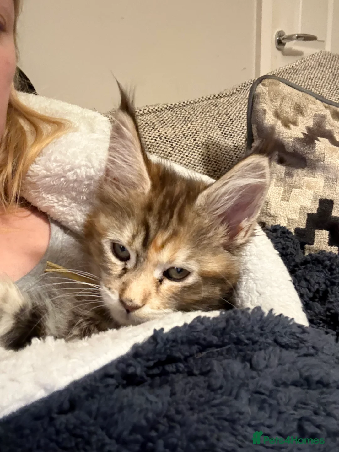 Maine Coon cats for sale: Last 2 female full Maine coon kittens  - Advert 3