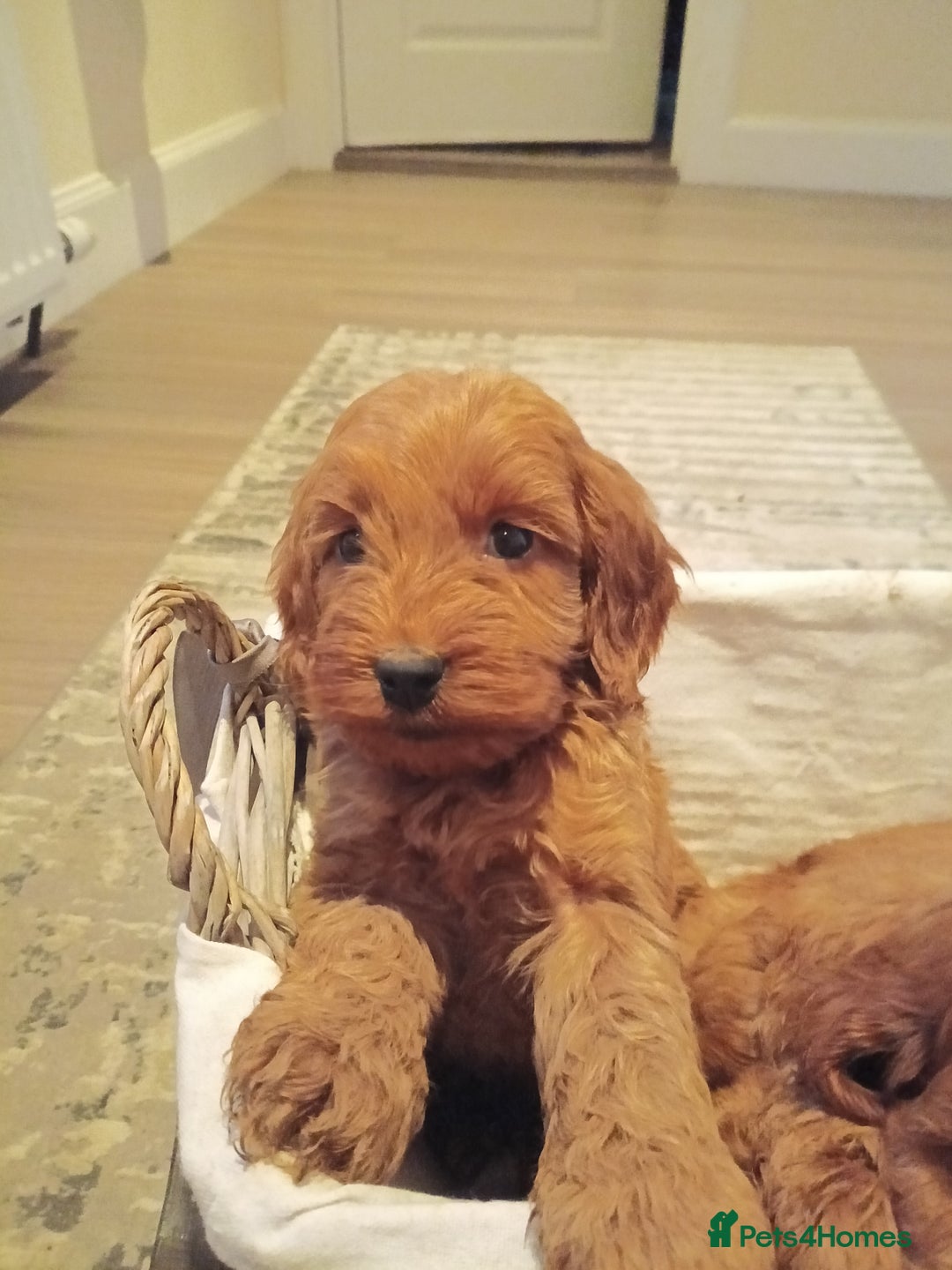 Cockapoo dogs for sale: Cockapoo puppies f1 show) ❤️ fox Red. !!!!!!. - Image 24