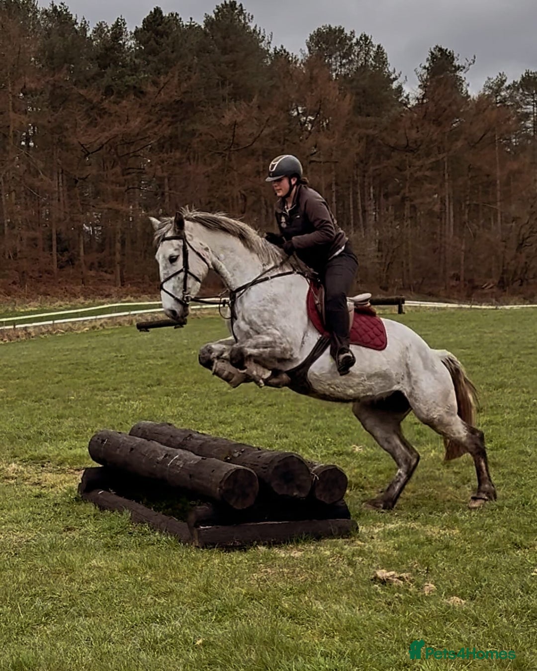 Irish Draught horses for sale: 16.3hh all round mare for sale  - Advert 14