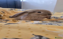 French Lop rabbits for sale: Beautiful French Lop bunnies - Image 28