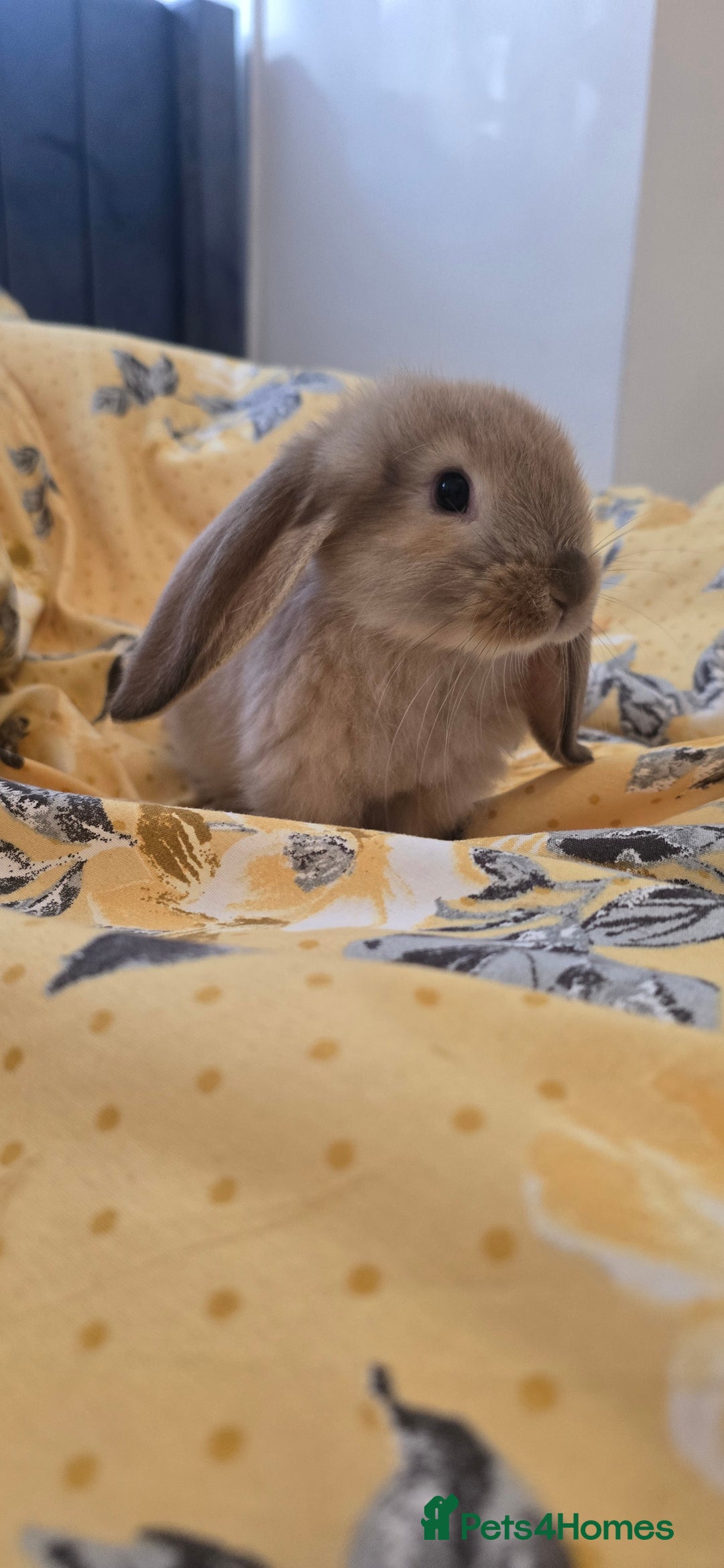 French Lop rabbits for sale: Beautiful French Lop bunnies - Image 28