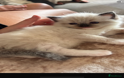 Ragdoll cats for sale: Available Now! GCCFReg   - Image 5