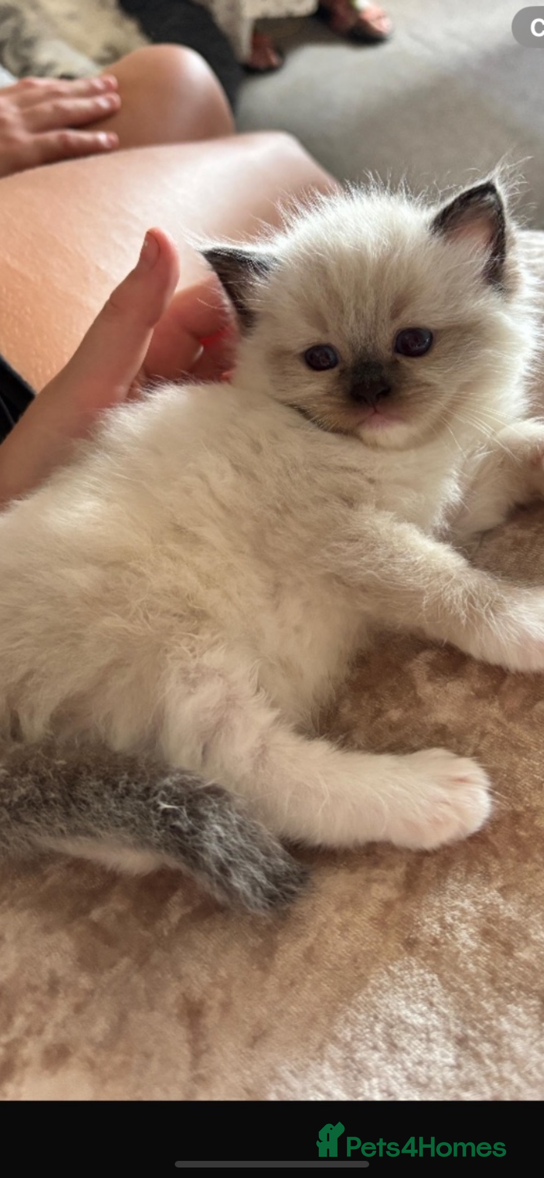 Ragdoll cats for sale: Available Now! GCCFReg   - Image 5