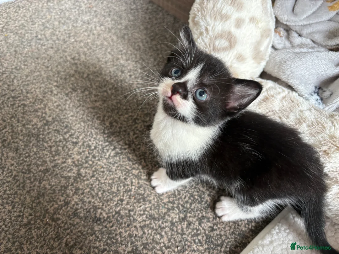 Mixed Breed cats for sale: 3 beautiful kittens ready to leave next week - Advert 7