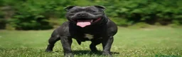 Staffordshire Bull Terrier dogs for sale: SMALLEST KC REG SBT PUPPY  - Advert 33