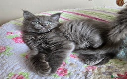 Maine Coon cats for sale: Stunning GCCF Maine Coon kittens  - Image 5