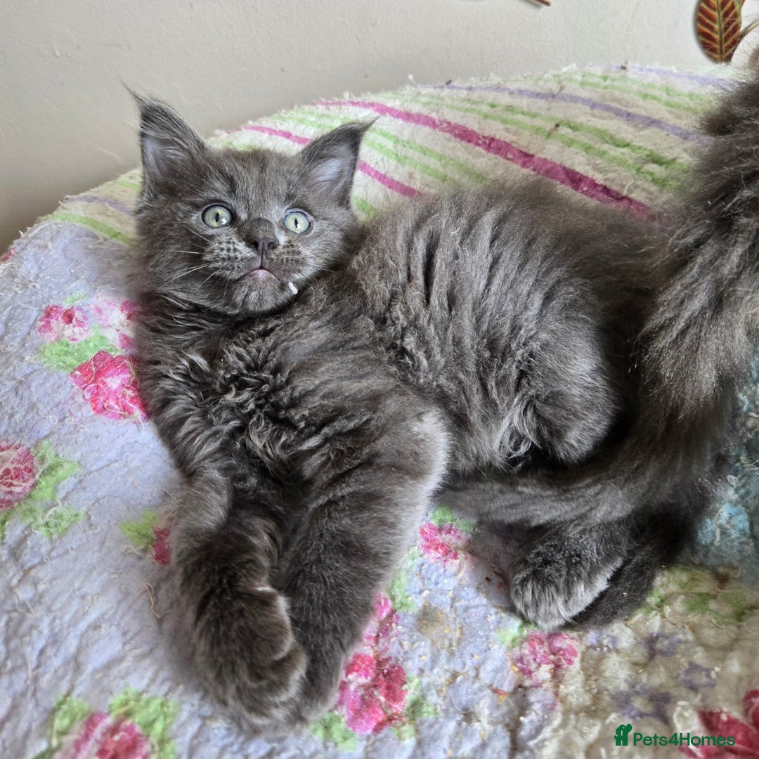 Maine Coon cats for sale: Stunning GCCF Maine Coon kittens  - Image 5