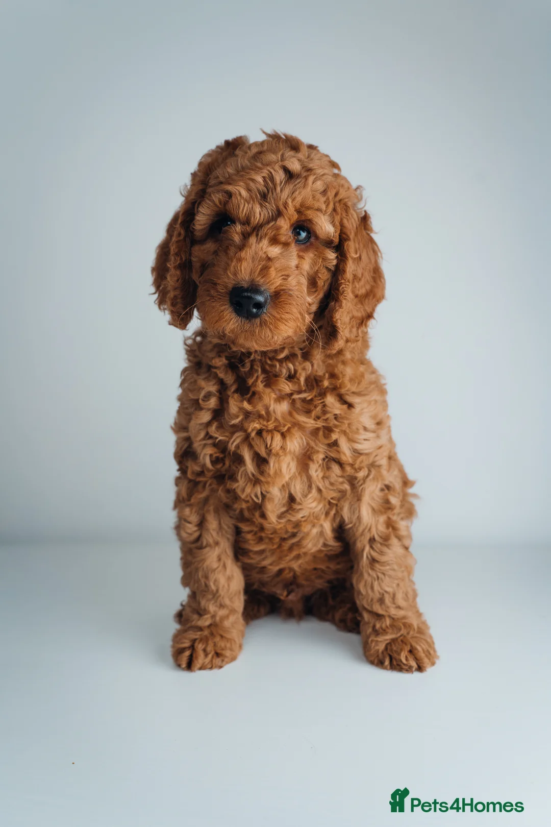 Labradoodle dogs for sale: LAST FEW PUPS - F2B Labradoodle Puppies - Advert 29