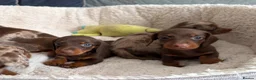 Miniature Dachshund dogs for sale:     Adorable Miniature Dachshund puppies  in London - Advert 4